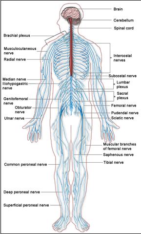 การอบรมเชิงปฏิบัติการ เรื่อง Comprehensive Clinical Practice in Neurology and Neurosurgery